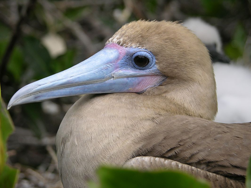 Galapagos 7-1-06 Genovesa Prince Philips Steps Red-footed Booby Close Up